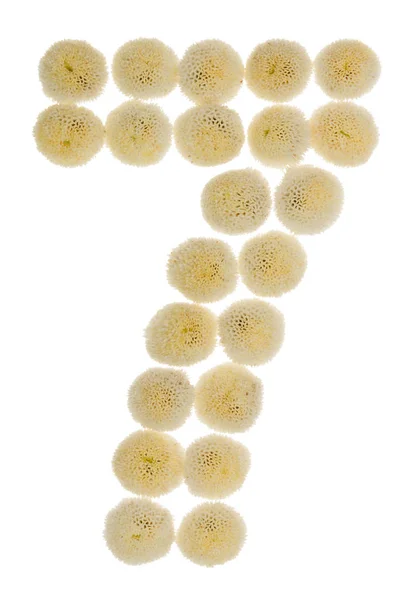 Cyfry arabskie 7, seven, z kremowymi kwiatkami, chryzantemy, jest — Zdjęcie stockowe