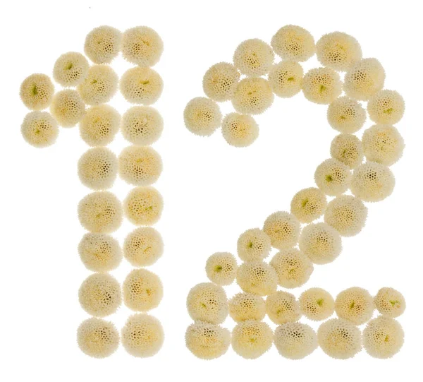 Arabic numeral 12, twelve, from cream flowers of chrysanthemum,