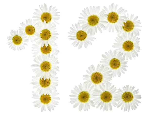 Numero arabo 12, dodici, da fiori bianchi di camomilla, isol — Foto Stock