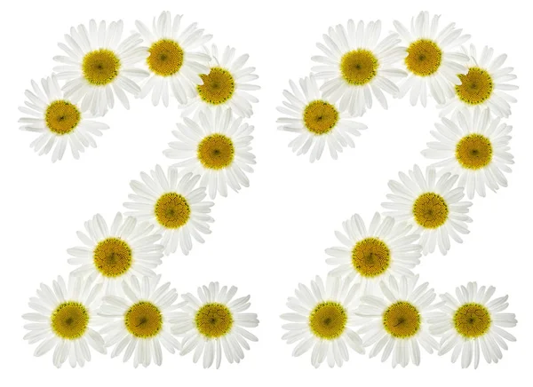 Arabiska siffror 22, tjugotvå, från vita blommor av kamomill, — Stockfoto