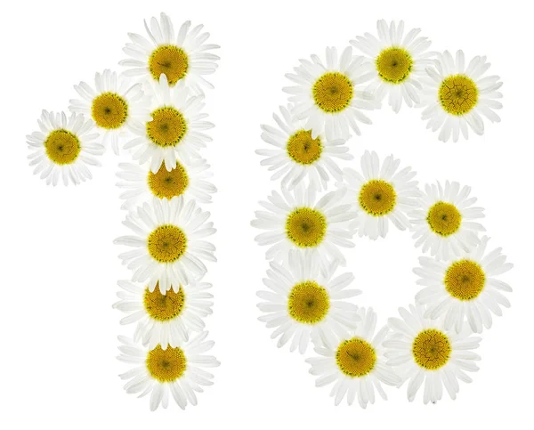 Arabic numeral 16, sixteen, from white flowers of chamomile, iso — Stock Photo, Image