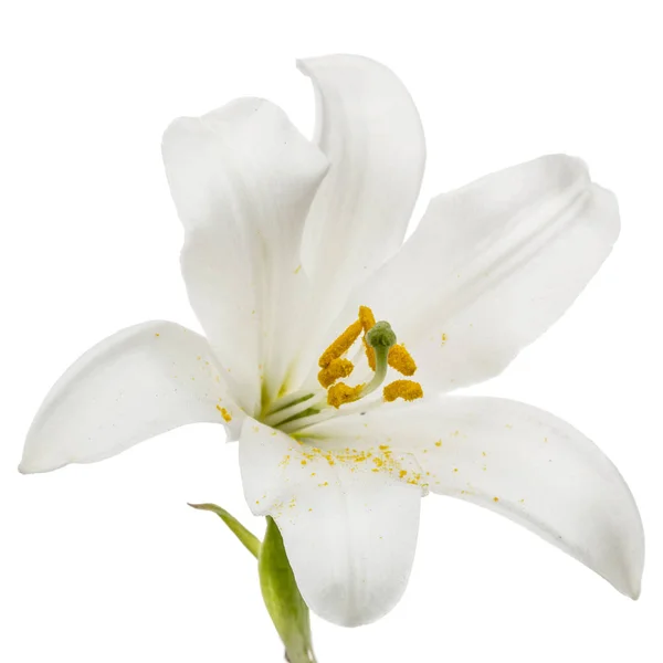 Flower of white lily, isolated on white background — Stock Photo, Image