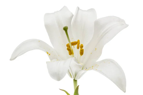 Flor de lírio branco, isolado sobre fundo branco — Fotografia de Stock