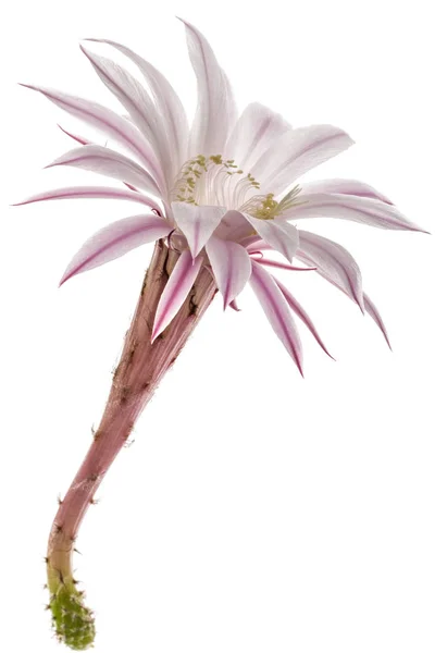 Vackra mjuka rosa kaktus blomma, isolerad på vit bakgrund — Stockfoto