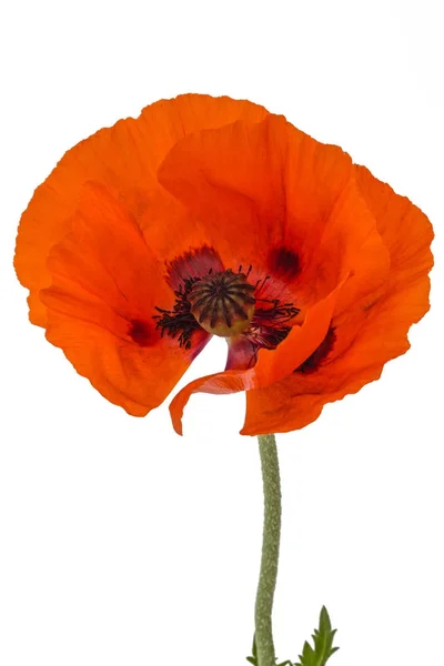 Poppy flower with fallen petals, isolated on white background — Stock Photo, Image