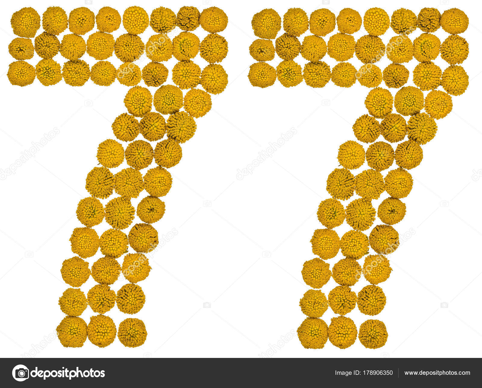Arabic numeral 77, seventy seven, from yellow flowers of tansy, isolated on white backgroun — Photo by kostyuchenko