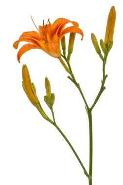 Gün-lily, çiçek beyaz arka plan üzerinde izole