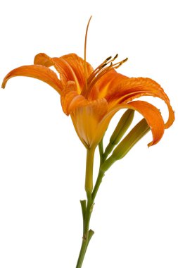Gün-lily, çiçek beyaz arka plan üzerinde izole