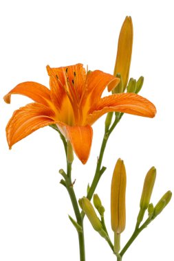 Gün-lily, çiçek beyaz arka plan üzerinde izole