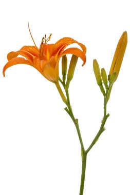 Gün-lily, çiçek beyaz arka plan üzerinde izole