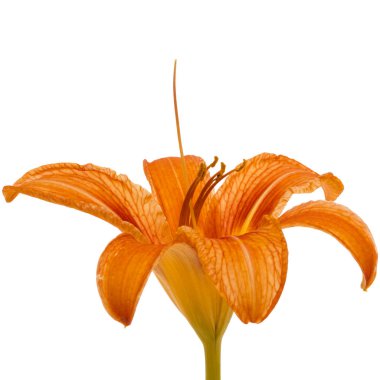 Gün-lily, çiçek beyaz arka plan üzerinde izole