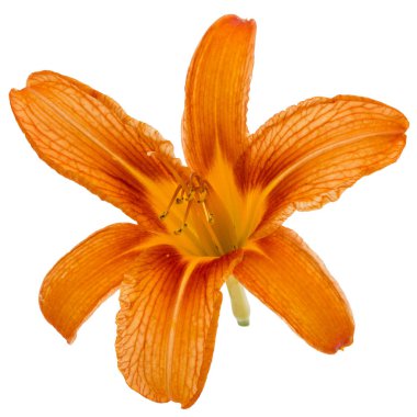 Gün-lily, çiçek beyaz arka plan üzerinde izole