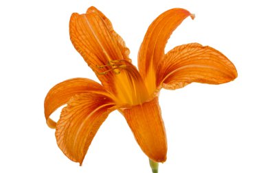 Gün-lily, çiçek beyaz arka plan üzerinde izole
