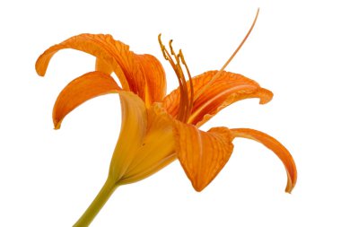 Gün-lily, çiçek beyaz arka plan üzerinde izole
