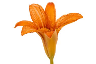 Gün-lily, çiçek beyaz arka plan üzerinde izole