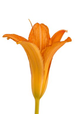 Gün-lily, çiçek beyaz arka plan üzerinde izole