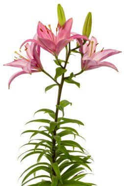 Beyaz arka plan üzerinde izole bir pembe Zambak çiçeği