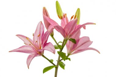 Beyaz arka plan üzerinde izole bir pembe Zambak çiçeği