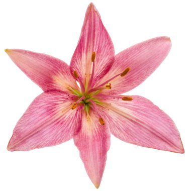 Beyaz arka plan üzerinde izole bir pembe Zambak çiçeği