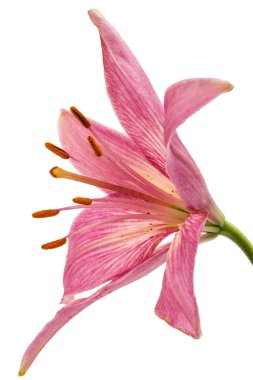 Beyaz arka plan üzerinde izole bir pembe Zambak çiçeği