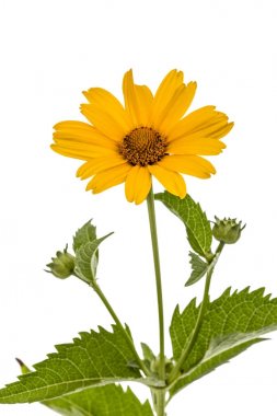 Papatya, lat. Doronicum orientale, izole o sarı çiçek