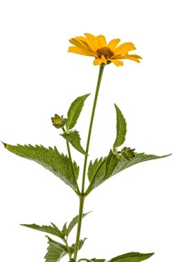 Papatya, lat. Doronicum orientale, izole o sarı çiçek