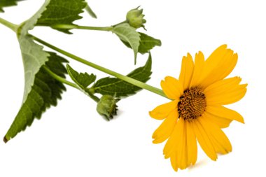 Papatya, lat. Doronicum orientale, izole o sarı çiçek