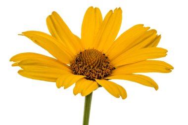 Papatya, lat. Doronicum orientale, izole o sarı çiçek