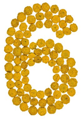 Arapça rakamı 6, solucan otu, üzerinde izole sarı çiçekleri gelen altı