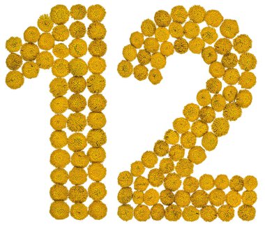 Arapça rakamı 12, solucan otu, sarı çiçekleri gelen on iki izole