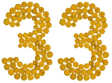 Arapça rakamı 33, otuz üç, solucan otu, sarı çiçekleri ben