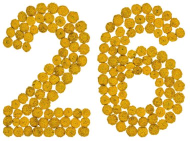 Arapça sayı 26, yirmi altı, gelen solucan otu, ISO, sarı çiçek