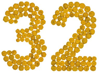 Arapça rakamı 32, otuz iki, gelen solucan otu, ISO, sarı çiçek