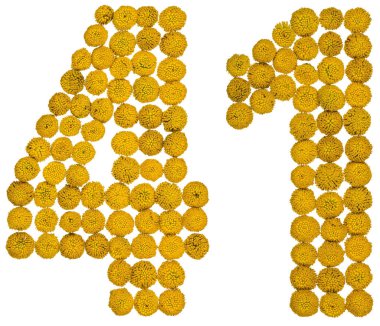 Arapça sayı 41, kırk bir, gelen solucan otu, isol, sarı çiçek