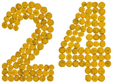 Arap rakamıdır 24, solucan otu, sarı çiçekler üzerinden yirmi dört