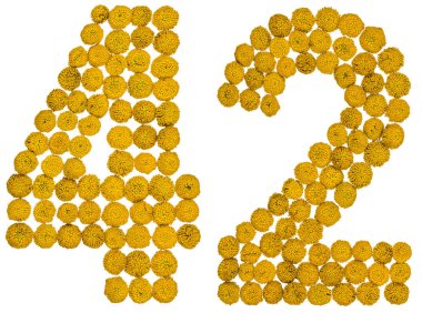 Arapça sayı 42, kırk iki, gelen solucan otu, isol, sarı çiçek