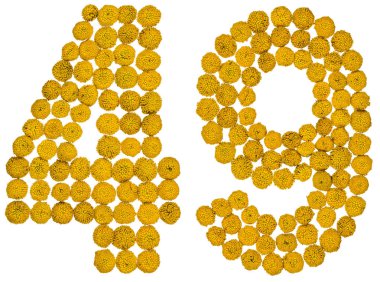 Arapça rakamı 49, kırk dokuz, gelen solucan otu, ISO, sarı çiçek