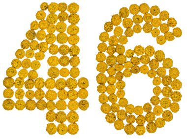 Arapça rakamı 46, kırk altı, gelen solucan otu, isol, sarı çiçek