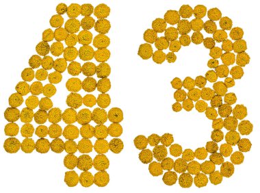 Arap rakamıdır 43, solucan otu, sarı çiçekleri gelen kırk üç