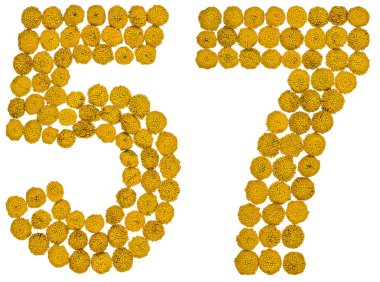 Arap rakamıdır 57, solucan otu, sarı çiçekler üzerinden elli yedi