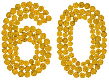 Arapça rakamı 60, 60, gelen solucan otu, izole sarı çiçek