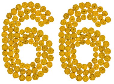 Arapça rakamı 66, altmış altı, gelen solucan otu, isol, sarı çiçek