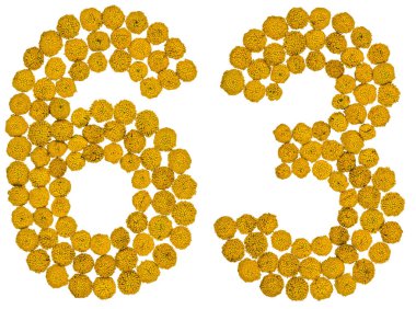 Arap rakamıdır 63, solucan otu, sarı çiçekler üzerinden altmış üç