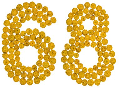 Arap rakamıdır 68, altmış sekiz, solucan otu, sarı çiçek