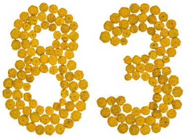 Arapça sayı 83, seksen üç, solucan otu, sarı çiçekleri ben