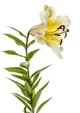 Sarı doğulu zambak çiçeği, beyaz arka planda izole edilmiş.