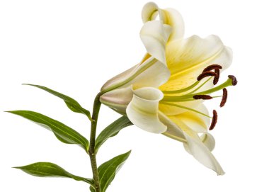 Sarı doğulu zambak çiçeği, beyaz arka planda izole edilmiş.