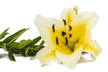 Sarı doğulu zambak çiçeği, beyaz arka planda izole edilmiş.