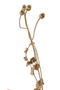 Haşhaş kutusu ve beyaz arka plan üzerinde izole kaynaklanıyor, kurutulmuş