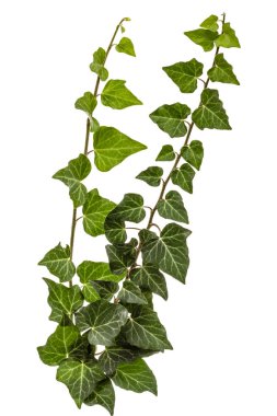 Yeşil sarmaşık dalı, beyaz arka plan üzerinde izole